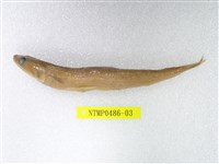 藏品(大頭花桿狗母)的圖片